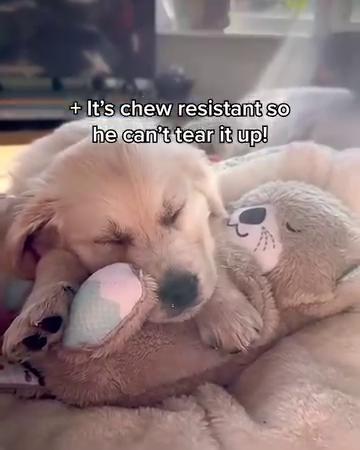 HarmonyHug™ Cuddle Otter